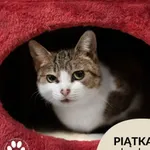 Kot do adopcji, Gdynia, 4 czerwca 2021