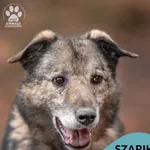 Pies do adopcji, Gdynia, 20 sierpnia 2021