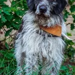 Pies do adopcji, Piła, 28 lipca 2017