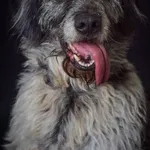 Pies do adopcji, Piła, 28 lipca 2017