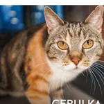 Kot do adopcji, Gdynia, 31 marca 2021