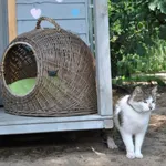 Kot do adopcji, Piła, 20 kwietnia 2017
