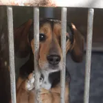 Pies do adopcji, Zielona Góra, 27 października 2022