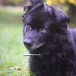 Pies do adopcji, Zielona Góra, 24 kwietnia 2021