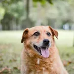 Pies do adopcji, Radom, 21 września 2025