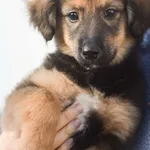 Pies do adopcji, Zielona Góra, 4 listopada 2022
