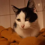 Kot do adopcji, Zielona Góra, 22 czerwca 2022