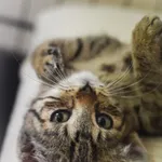 Kot do adopcji, Zielona Góra, 14 czerwca 2022