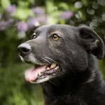 Pies do adopcji, Zielona Góra, 18 kwietnia 2021