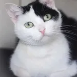 Kot do adopcji, Zielona Góra, 31 sierpnia 2022