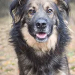 Pies do adopcji, Zielona Góra, 21 sierpnia 2022