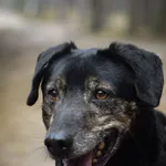 Pies do adopcji, Zielona Góra, 20 lutego 2022