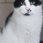 Kot do adopcji, Zielona Góra, 28 czerwca 2022