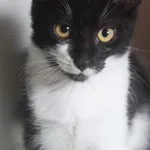 Kot do adopcji, Zielona Góra, 12 lipca 2022