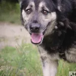 Pies do adopcji, Zielona Góra, 6 maja 2022