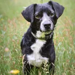 Pies do adopcji, Zielona Góra, 5 czerwca 2022