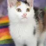 Kot do adopcji, Zielona Góra, 3 września 2022
