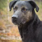 Pies do adopcji, Zielona Góra, 27 stycznia 2022