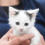 Kot do adopcji, Zielona Góra, 1 listopada 2022