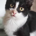 Kot do adopcji, Zielona Góra, 12 lipca 2022