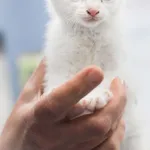 Kot do adopcji, Zielona Góra, 1 listopada 2022