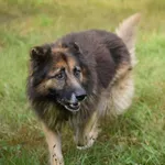Pies do adopcji, Zielona Góra, 12 października 2021