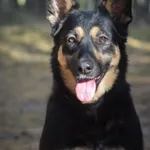 Pies do adopcji, Zielona Góra, 21 stycznia 2021