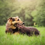 Pies do adopcji, Radom, 26 listopada 2023