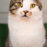 Kot do adopcji, Zielona Góra, 5 czerwca 2021