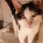 Kot do adopcji, Zielona Góra, 15 czerwca 2022