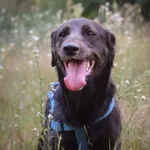 Pies do adopcji, Zielona Góra, 6 maja 2022