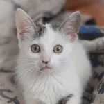 Kot do adopcji, Zielona Góra, 25 lipca 2022