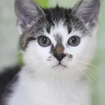Kot do adopcji, Zielona Góra, 16 września 2022