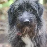 Pies do adopcji, Zielona Góra, 22 listopada 2021