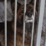 Pies do adopcji, Zielona Góra, 27 października 2022