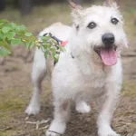 Pies do adopcji, Zielona Góra, 11 lutego 2021