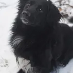 Pies do adopcji, Zielona Góra, 18 stycznia 2022