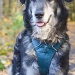 Pies do adopcji, Zielona Góra, 16 września 2022