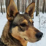 Pies do adopcji, Zielona Góra, 21 grudnia 2021