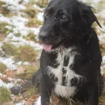 Pies do adopcji, Zielona Góra, 14 grudnia 2021