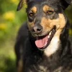 Pies do adopcji, Zielona Góra, 18 marca 2021