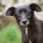 Pies do adopcji, Zielona Góra, 26 lutego 2022