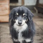 Pies do adopcji, Zielona Góra, 26 maja 2021