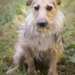 Pies do adopcji, Zielona Góra, 16 listopada 2021