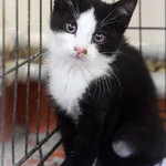Kot do adopcji, Zielona Góra, 3 września 2022
