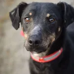 Pies do adopcji, Zielona Góra, 12 grudnia 2021