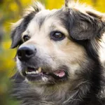 Pies do adopcji, Zielona Góra, 14 kwietnia 2021