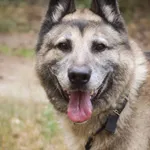 Pies do adopcji, Zielona Góra, 21 stycznia 2021