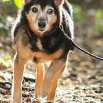 Pies do adopcji, Zielona Góra, 27 sierpnia 2021