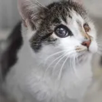 Kot do adopcji, Zielona Góra, 29 września 2022